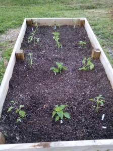 2014 Garden Bed Start
