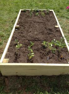 2013 Garden Bed Start